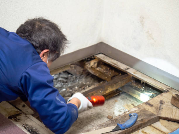 Best Mold Removal Near Me  in Helper, UT