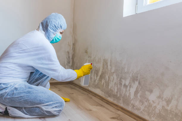 Best Certified Mold Removal  in Helper, UT