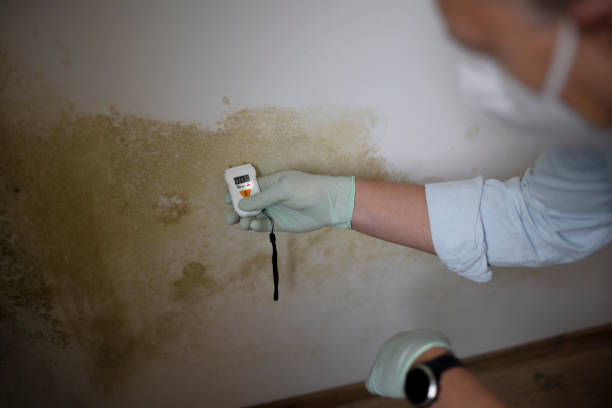Mold Removal Process in Helper, UT