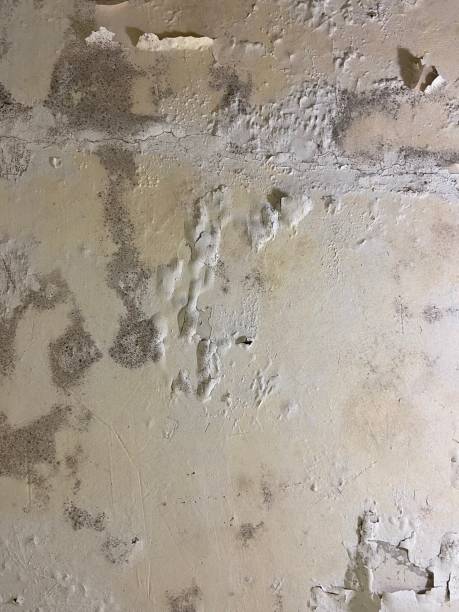 Best Mold Removal Near Me  in Helper, UT