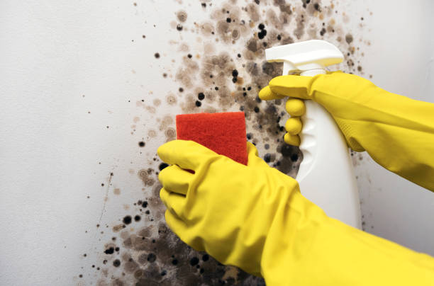Best Black Mold Removal  in Helper, UT