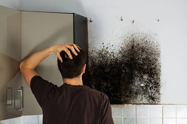Best Best Mold Removal Companies  in Helper, UT