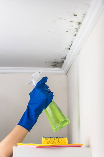 Best Local Mold Removal Service  in Helper, UT