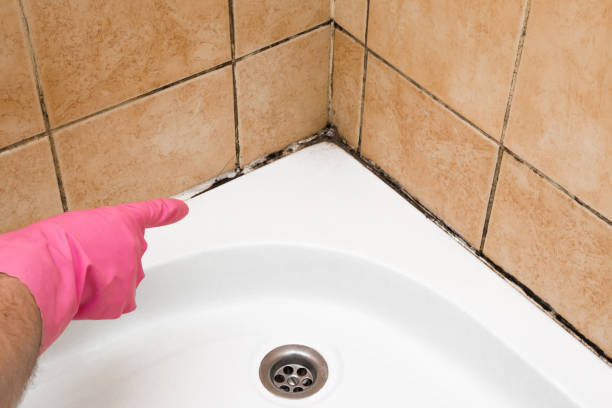 Professional Mold Removal in Helper, UT